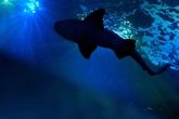 Taucher (†35) tot: Angriff von 4,5-Meter-Hai endet fatal