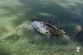 Blaualgen im Carolasee nachgewiesen: Ursache für Fischsterben weiter unklar