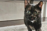 Katze immer wieder hin und her geschoben: Einzelprinzessin Minka sucht nach Forever-Home