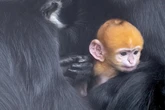 Wie niedlich ist das denn? Dieses Äffchen sieht aus wie eine Orange