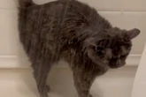 Die Lieblings-Beschäftigung dieser Katze bringt täglich so viele zum Lachen