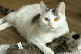 Von der Straße gerettet: Kater Theo sucht erfahrene Halter für seinen Neuanfang
