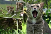 Kastration, Chip, Registrierung: Leipzig will Sachsens Katzen besser schützen