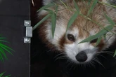 Überraschung bei Pandadame Kamala: "Das hat uns ganz schön auf die Probe gestellt!"