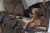 Flutkatastrophe macht ihn zum Waisen, doch glücklicherweise kann Hund Superman gerettet werden