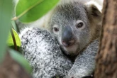 Trauer im Stuttgarter Zoo Wilhelma: Vierter Koala innerhalb eines Jahres gestorben