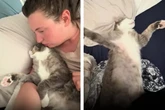 Frau denkt, ihre Katze stellt sich tot: Dann erkennt sie den Ernst der Lage