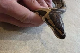 Mehrere Königspythons ausgesetzt und gestorben: Wurden sie überfahren?
