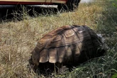 Eigentlich in Afrika Zuhause: Riesenschildkröte nahe Mülldeponie in Bayern aufgetaucht
