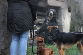 Zoo Duisburg mit neuem Angebot für Hundebesitzer: Was sich ab sofort ändert