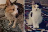 Katze macht erstaunliche Veränderung durch und geht im Netz viral