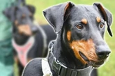 Dobermann-Hündin verliert Halter und die Kontrolle über eine Sache