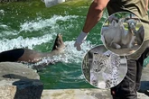 Hitzewelle in Köln: So kühlen sich die Zootiere ab