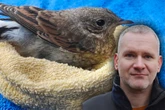 Große Sorge in Sachsen: Vom Aussterben bedrohter Vogel mit Auto zusammengeprallt