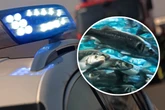 Autobahn komplett gesperrt! Feuerwehr baut Pool und packt lebende Fische hinein