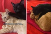 Herzzerreißend: Wie Katze nach Tod von Geschwisterchen reagiert, trifft mitten ins Herz