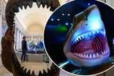 Neue Erkenntnisse zum Hai-Giganten: Das fraß Wal-Killer Megalodon wirklich