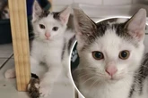 Fiete kam als Fundkatze ins Tierheim: Jetzt hofft der kleine Wirbelwind auf ein neues Zuhause