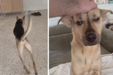 Von Unsicherheit zu Vertrauen - Hund Cactus lernt, sein neues Leben zu genießen