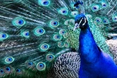 Pfau stiftet Unruhe in Frankfurt und Polizei fragt: Wem gehört der Vogel?