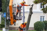 Warum werden hier in der Südvorstadt so viele Bäume gefällt?