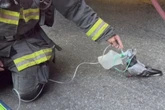 Rührender Feuerwehreinsatz: Was die Retter für eine Taube tun, geht ans Herz