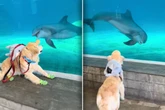 Golden Retriever trifft auf Delfin: Die Reaktion der Tiere verzückt so viele