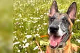 Nach hartem Überlebenskampf: Wer schenkt diesem Hund eine zweite Chance?