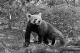 Noch ein Todesfall: Zoo Dresden trauert um Panda "Aki"
