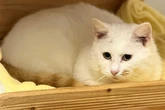 Kater Schroti lebt mit Kugeln im Kopf: Wer gibt ihm endlich ein liebevolles Zuhause?