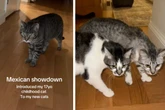 Mann stellt neuen Katzen sein Haustier vor, doch es läuft nicht wie geplant