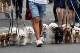 Besondere Hunde-Parade zieht durch die Stadt: Gassigehen für den guten Zweck