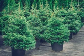Anstieg um 30 bis 40 Prozent: Hohe Transportkosten treiben Christbaum-Preise hoch