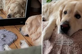 Blinder Golden Retriever hört Stimme seines Frauchens: Wie er reagiert, berührt so viele