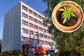 Genehmigung da! Erster Cannabis-Club in Chemnitz darf starten