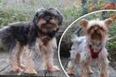 Yorkshire Terrier aus schlechter Haltung befreit: Wo bleibt das Happy End für die Hunde?