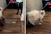 Katze erkennt Hund nach Friseurbesuch nicht wieder: Virales Video sorgt für Lacher