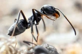 Macht Jagd auf Technik: Schädliche Ameisenart in Dresden nachgewiesen