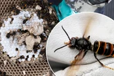 Bienen-Killer könnten es sich auch in Sachsen gemütlich machen