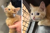 Streunende Katze wird ins Tierheim gebracht: Was die Mitarbeiter dann sehen, lässt sie schockiert zurück