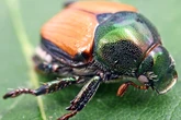 Japankäfer-Invasion in Hessen befürchtet: Sie können großen Schaden anrichten