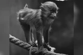 Todesdrama bei Hagenbeck: Junger Mandrill stranguliert sich beim Spielen