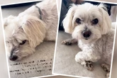 Hunde-Dame hält "Totenwache", doch kurz darauf ist sie ganz aufgekratzt