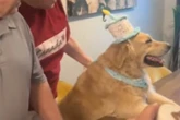 Golden Retriever hat Geburtstag: Was seine Besitzer organisieren, begeistert so viele
