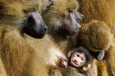 Tötung von gesunden Affen im Zoo: Tierschützer appellieren an Stadtrat