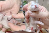Von Fliegenmaden übersät, Nabelschnur noch am Bauch: Hilfloses Katzenbaby allein im Wald ausgesetzt