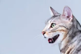 Deine Katze hechelt? So reagierst Du richtig