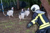 Feuerwehr fängt Hühner ein: Das steckt dahinter