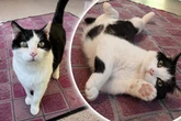 Miu-Miu ist auf Deine Hilfe angewiesen: Wer hat ein großes Herz für diese kleine Katze?