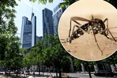 Behörden sind machtlos: "Tödlichste Tier der Welt" breitet sich in Frankfurt aus